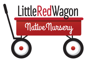 Photo 2 of Little Red Wagon Native Nursery