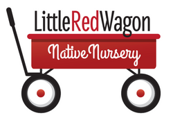 Photo 3 of Little Red Wagon Native Nursery