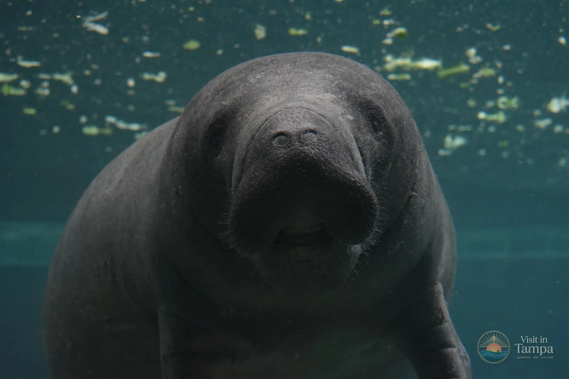 Manatee at ZooTampa at Lowry Park