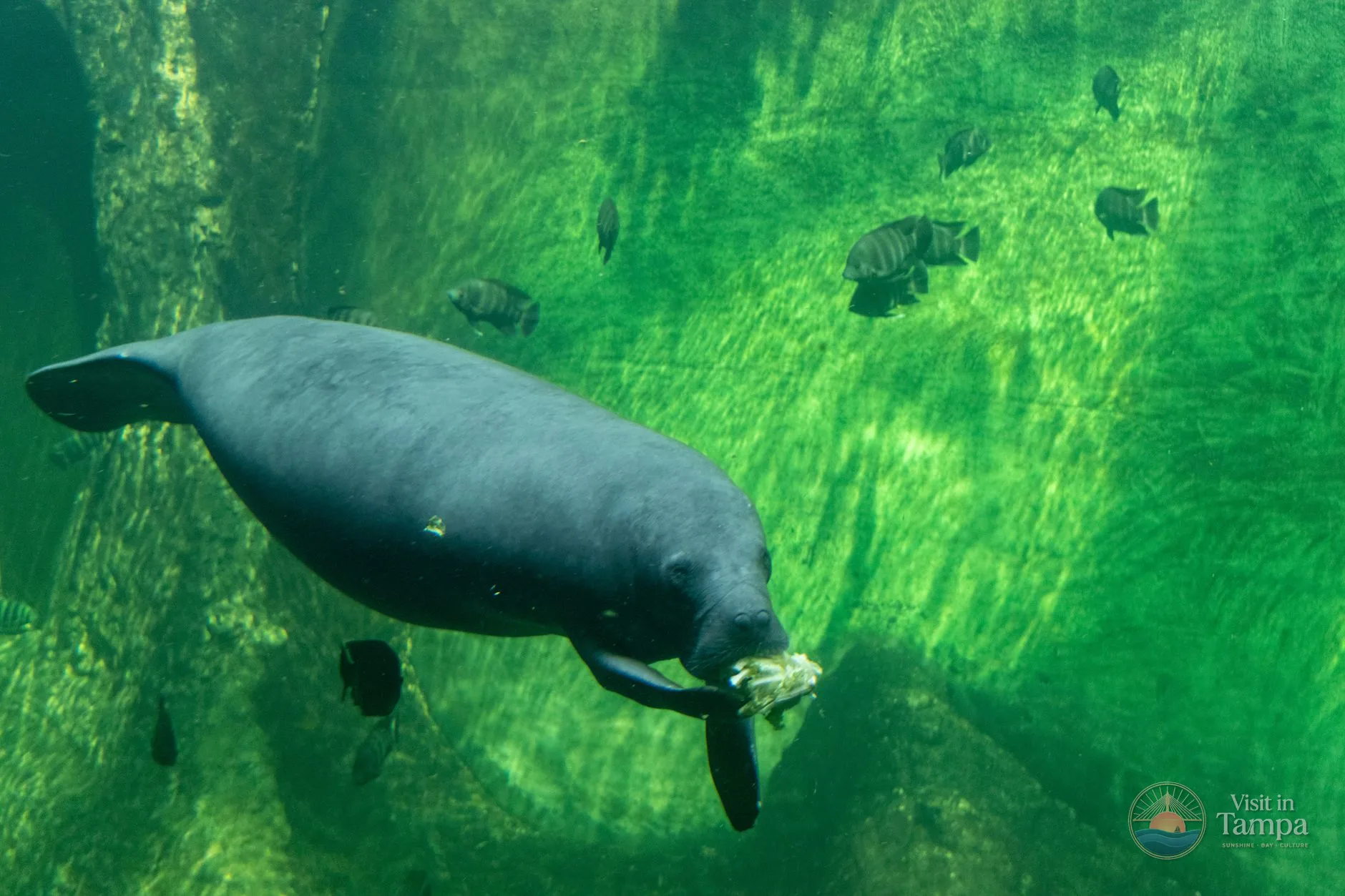 Manatee Critical Care Center at ZooTampa with a manatee resting in a rehab pool