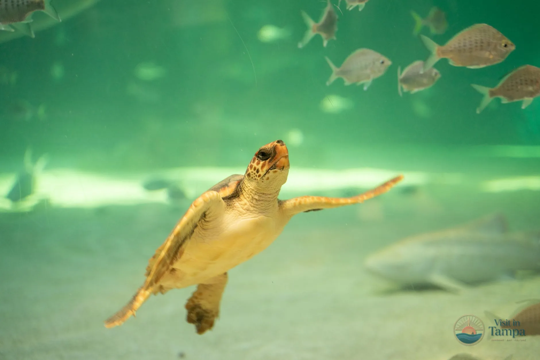 A sea turtle in a large tank, the centerpiece of a Florida Aquarium visit