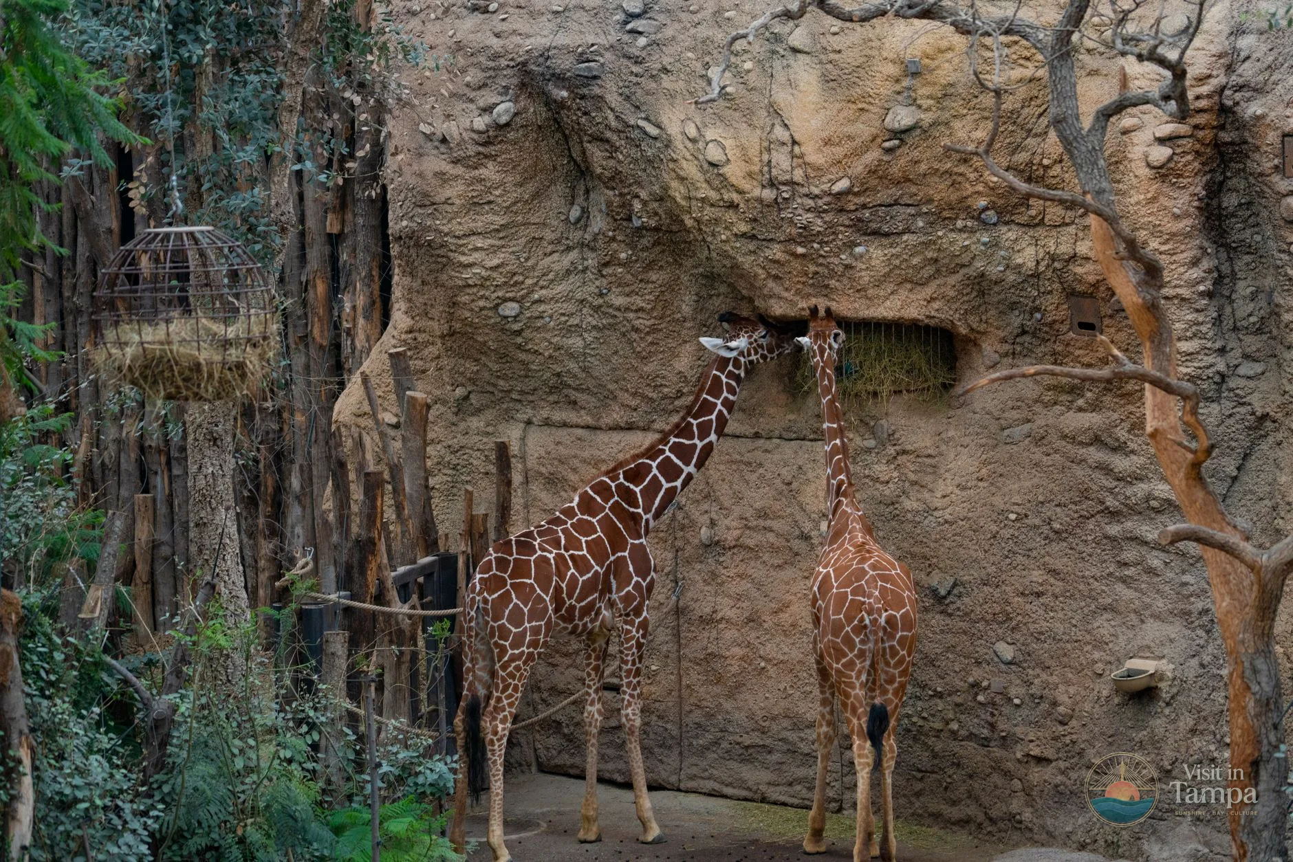 Giraffes at the feeding platform in the Africa area of ZooTampa