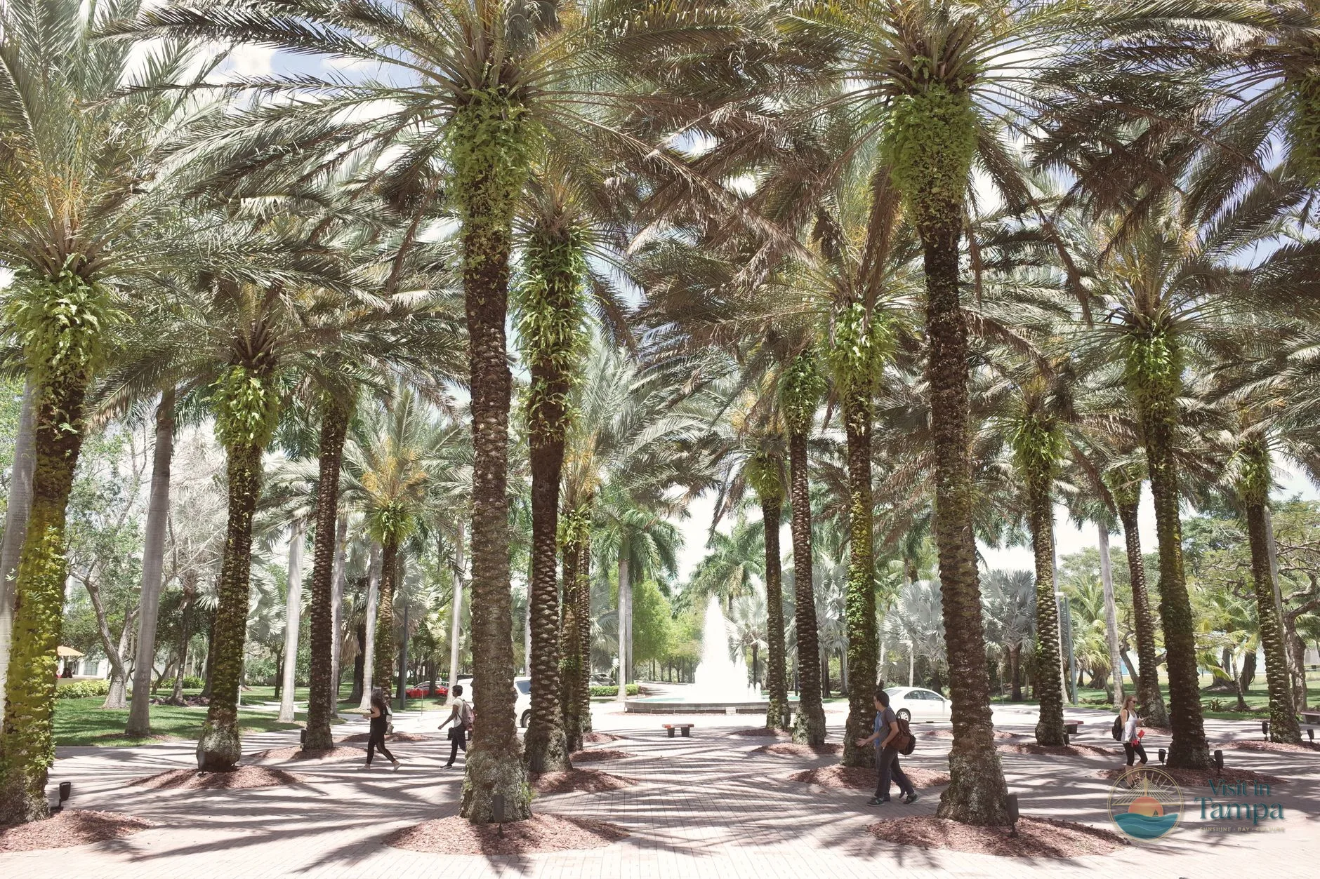 ZooTampa entrance at Lowry Park with the palm-lined walkway on a bright morning