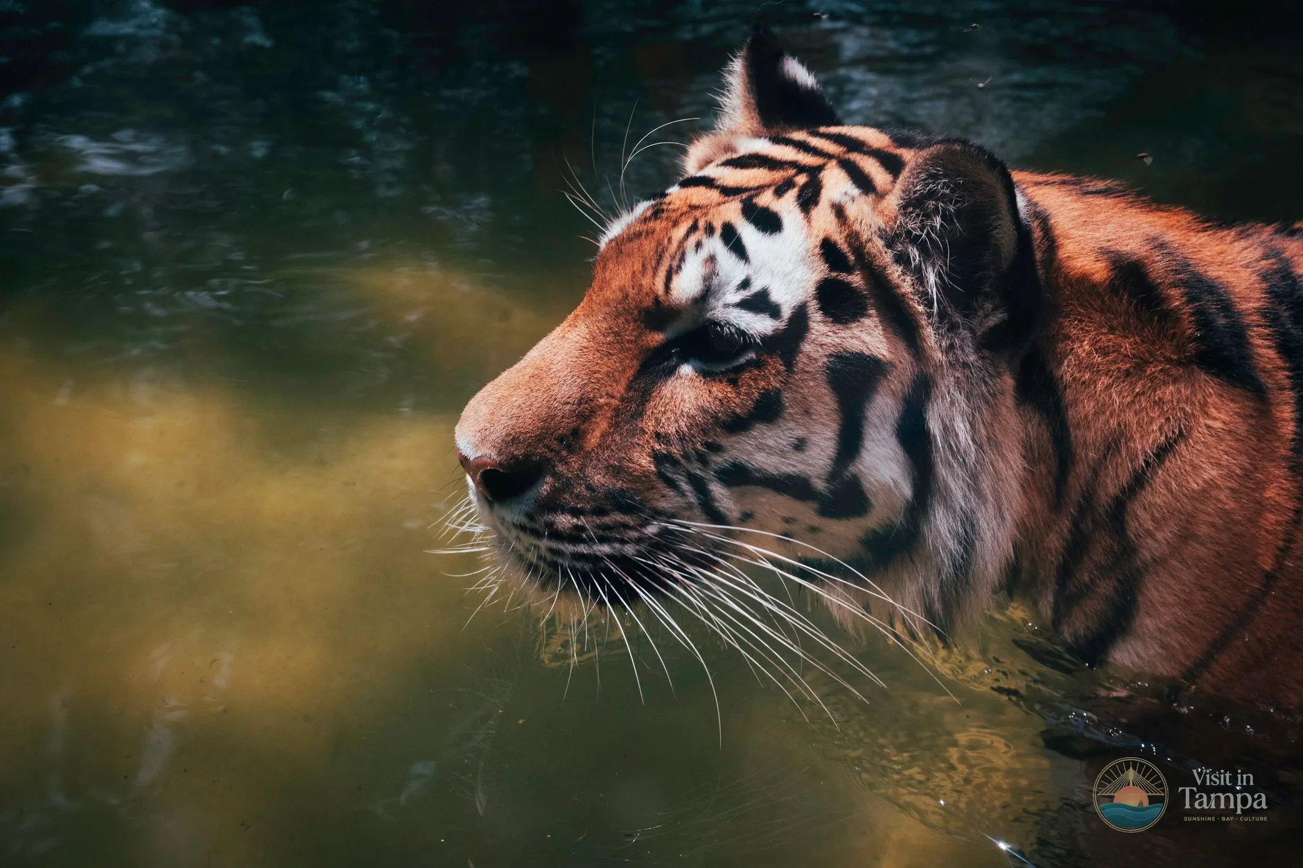 Malayan tiger resting in a shaded Asia exhibit at ZooTampa