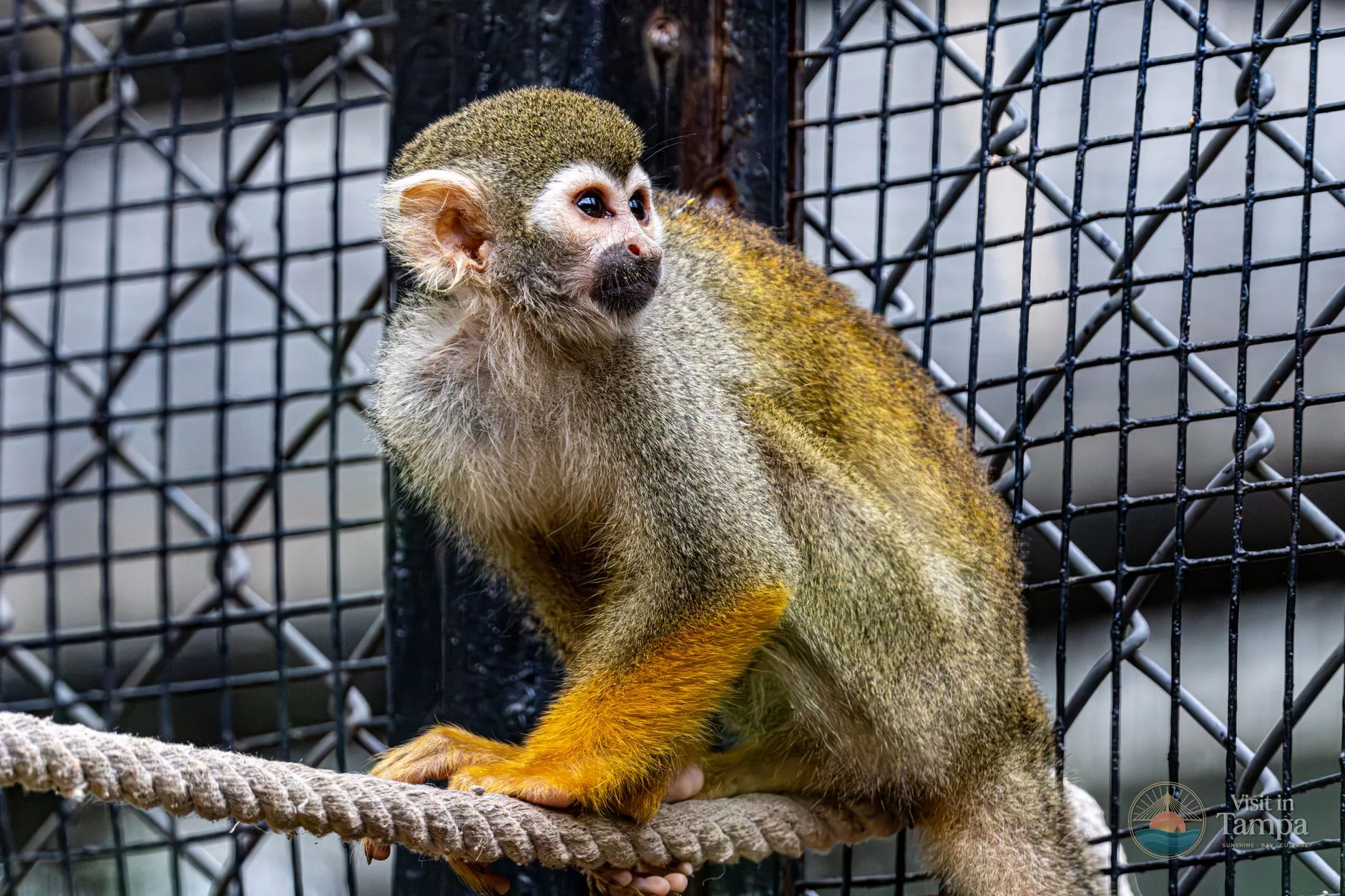 Primate enclosure at ZooTampa with a monkey climbing a rope structure