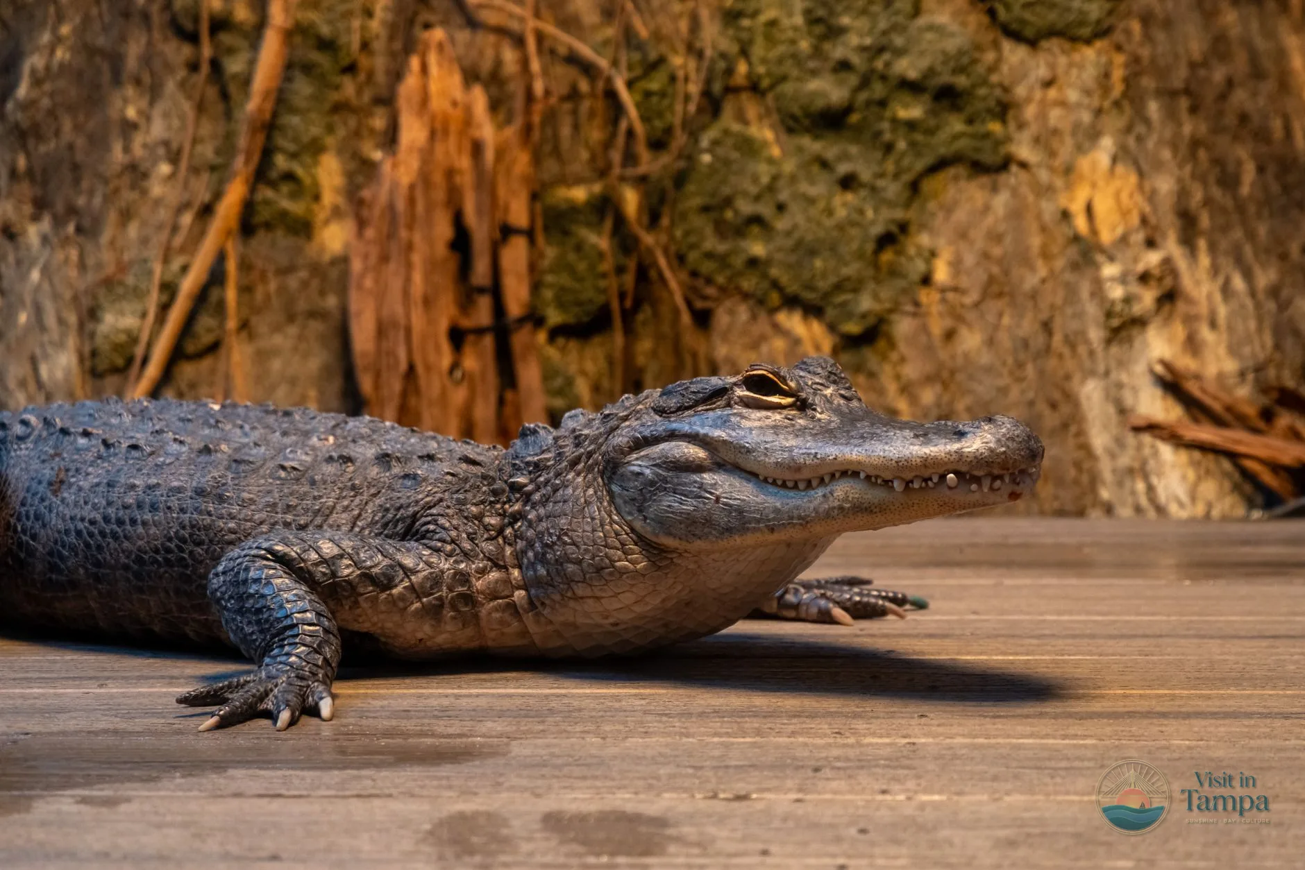 Alligator resting by a pond edge along a shaded Florida boardwalk at ZooTampa
